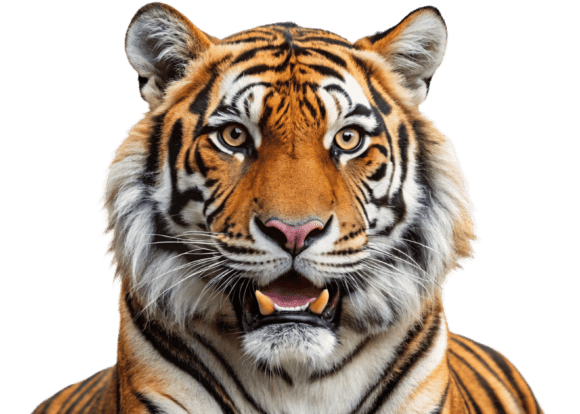 Download Funny Lion Png Sticker Designs for Kids - Sticker design Collection